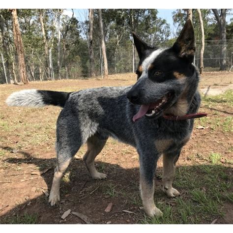 Bluey - Medium Male Australian Cattle Dog Dog in QLD - PetRescue