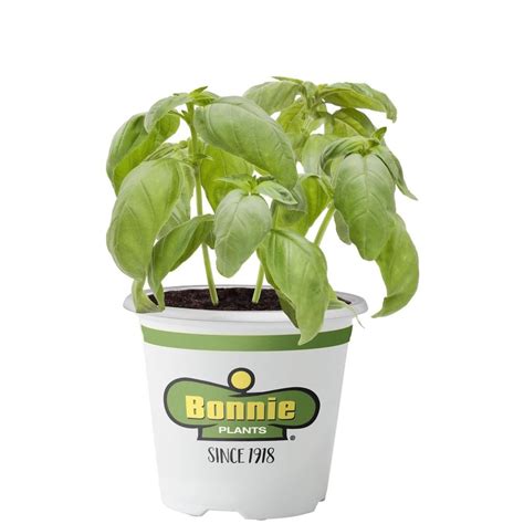 Basil Herb Plant | Best Pet-Friendly Houseplants | POPSUGAR Home Photo 13