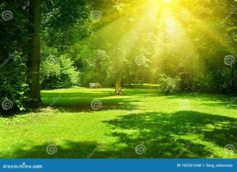 Bright Sunny Day in Park. the Sun Rays Illuminate Green Grass Stock Photo - Image of garden ...