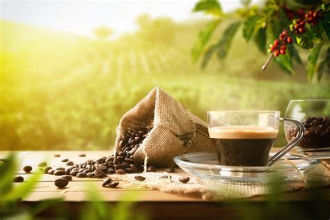 Organic coffee: all you need to know about organic growing | Caffè Corsini