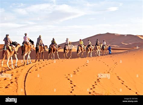 Camel caravan going through the sand dunes in the Sahara Desert Stock ...