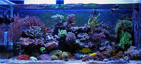 How To Set-Up A Saltwater Tank