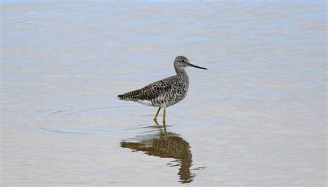 Bird in the River - Free Stock Photo by Pixabay on Stockvault.net