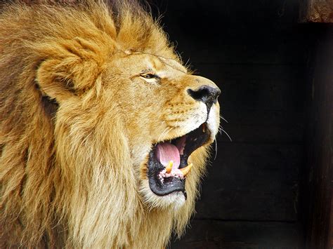 Roaring lion | Nice roaring lion in the Dublin zoo. Made it … | Flickr