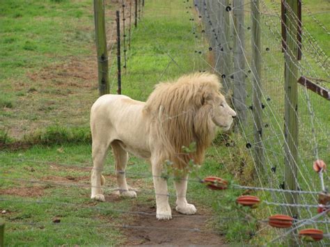 Murray & Candace's Adventures: The Lion Park...