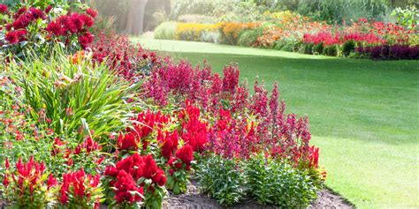 20+ Red Flowers for Gardens - Perennials & Annuals with Red Blossoms