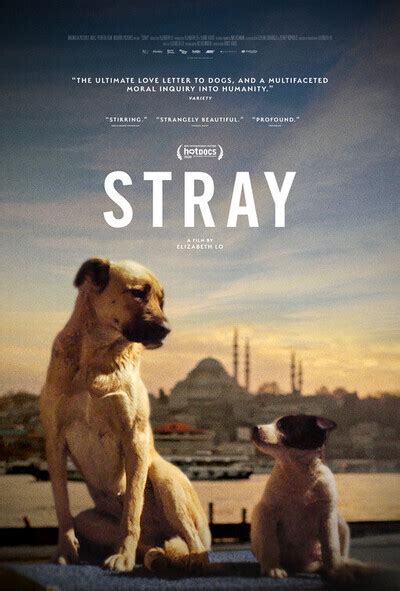 Stray movie review & film summary (2021) | Roger Ebert