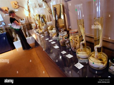 Specimens, the Icelandic Phallological Museum, Husavik, Iceland Stock Photo - Alamy