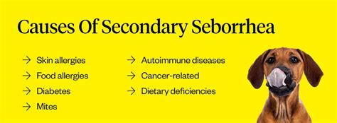 Seborrhea In Dogs: Symptoms, Causes, Treatment, And FAQs