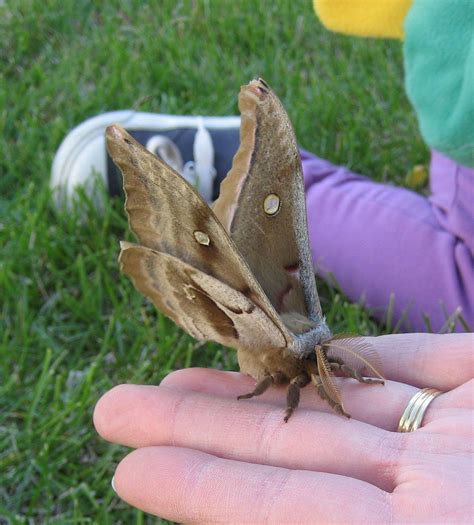 #butterfly | Brown moth, Cute moth, Moth