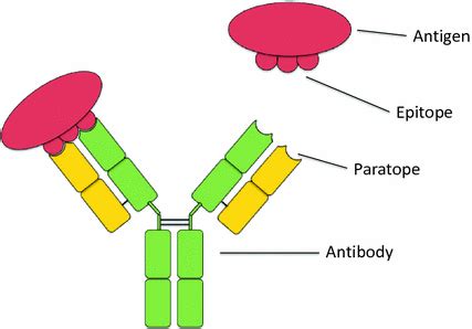 Epitopes: Types, Function, Epitope Spreading – Microbe Online