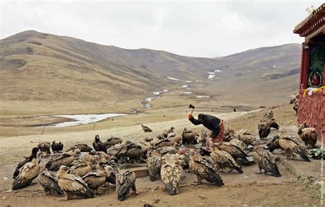 Tibetans Perform Celestial Burial Ceremony » GagDaily News