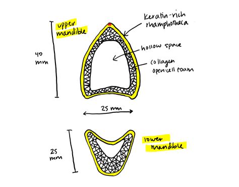 From toucan beaks to fungus, the wonderful world of biomaterials – Wiki Education