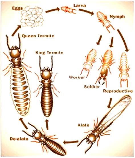 Animals Plants Rainforest: Termites Habitat, Baby, Fly?