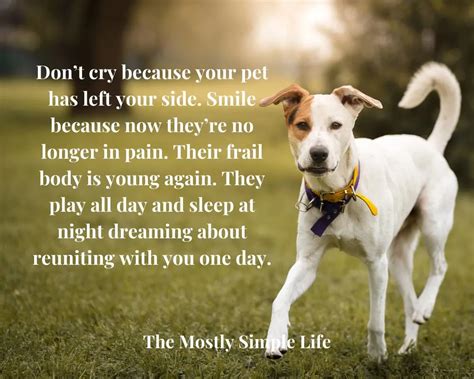 60 Comforting Quotes to Help with the Loss of Your Beloved Pet - The (mostly) Simple Life