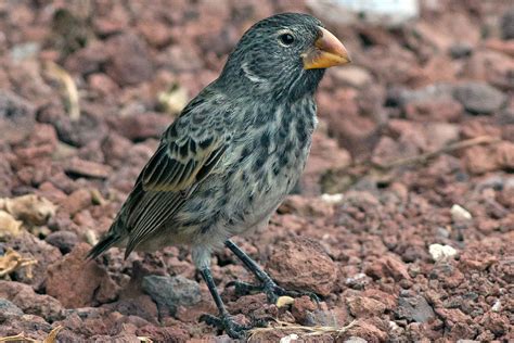 Darwin's Finches