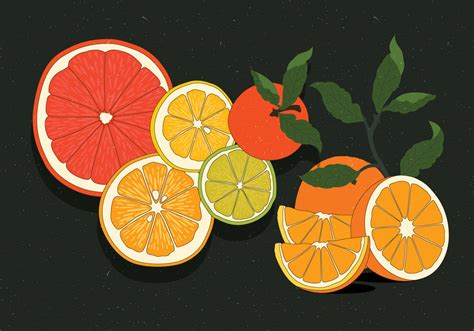 Vintage Citrus Illustrations Vol 2 Vector 242701 Vector Art at Vecteezy