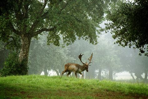 Fondos de pantalla de naturaleza - Medioambiente y naturaleza