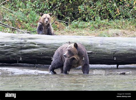 Grizzly bear mother and cub hi-res stock photography and images - Alamy