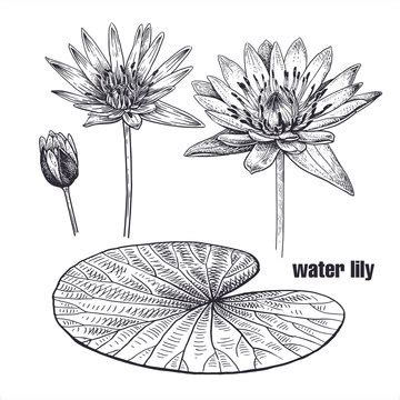 Water Lily Leaf Drawing