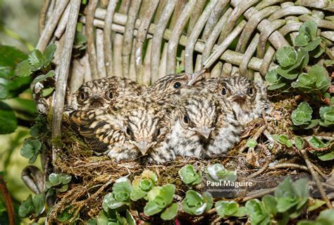 Stock photo - Spotted flycatcher baby birds in nest - Paul Maguire