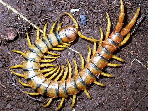 Tiger Centipede | Centipede, Bugs and insects, Insects