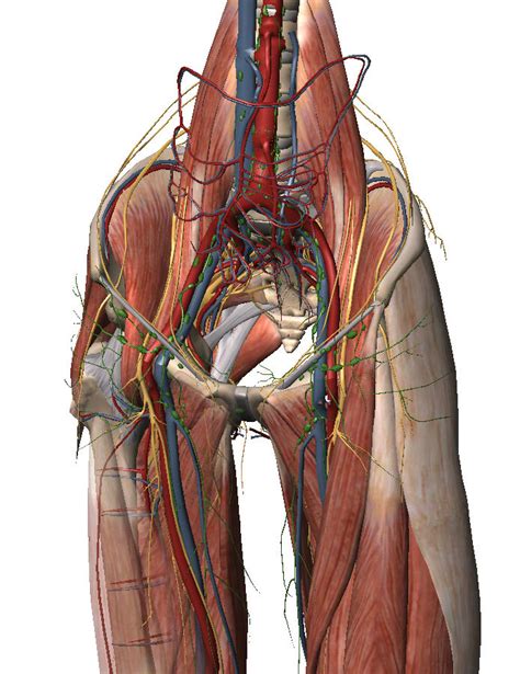 groin | The Sports Physio