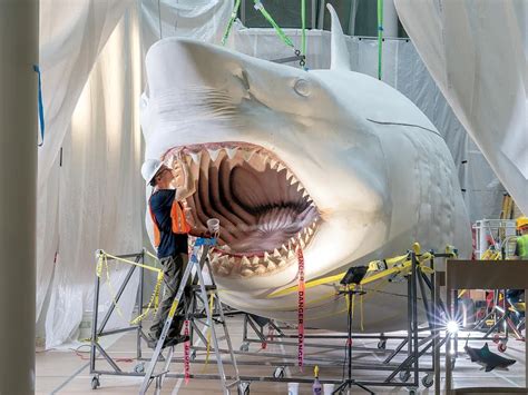 Reimagining the Megalodon, the World's Most Terrifying Sea Creature | Smithsonian