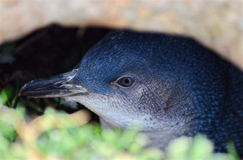 Little Blue Penguin Facts | CRITTERFACTS