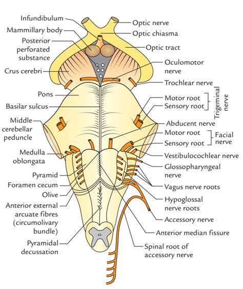 Brainstem Anatomy