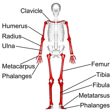 the Long Bones In The Human Skeleton human skeleton has a number of ...