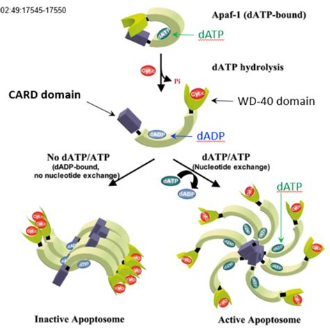 Lecture 25 ~ Apoptosis, regulation and therapeutic implications ...