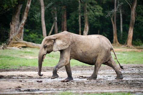 African Forest Elephant ( Loxodonta cyclotis). — Stock Photo © SURZet ...