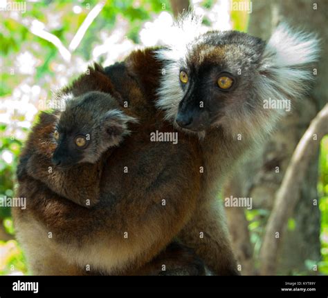 Female Black Lemur with Baby Stock Photo - Alamy