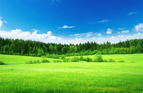 Natural Grass Wallpapers - Top Free Natural Grass Backgrounds ...