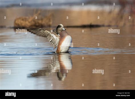 male american wigeon in spring Stock Photo - Alamy