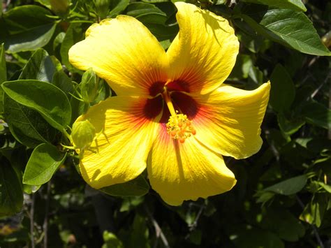 Flower Island Of Hawaii at Peter Gray blog