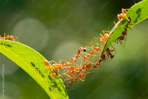 Ant action standing.Ant bridge unity team,Concept team work together Red ant,Weaver Ants ...