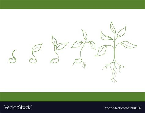 Kidney bean plant growth phases Royalty Free Vector Image