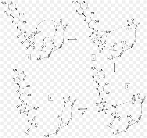 Phosphorylation Serine/threonine-specific Protein Kinase Tyrosine BRAF ...