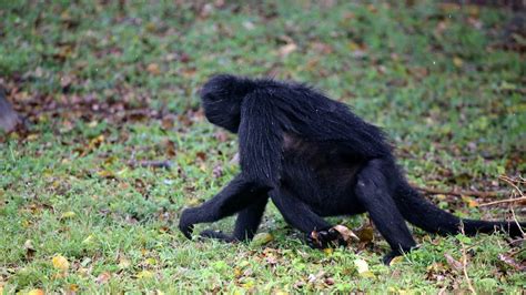 A Spider Monkeys Adaptations To The Rainforest - Knowingmonkey.com