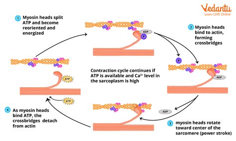 Mechanism of Muscle Contraction and Relaxation - Important Concepts for NEET