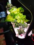Can Hydroponic Growing be Called Organic or Not? – Gardendaze