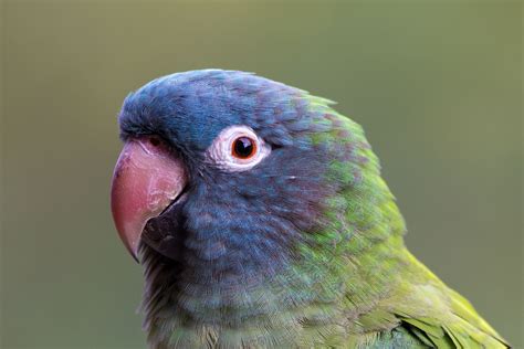 8 Top Blue Parrot Species to Keep as Pets