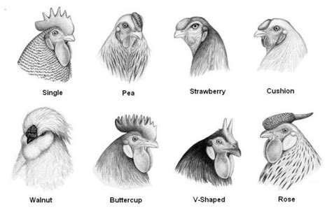 Chicken breeds | Chicken anatomy, Types of chickens, Chicken breeds