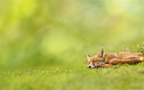 Baby fox sleeping in grass Wallpaper Download 5120x3200