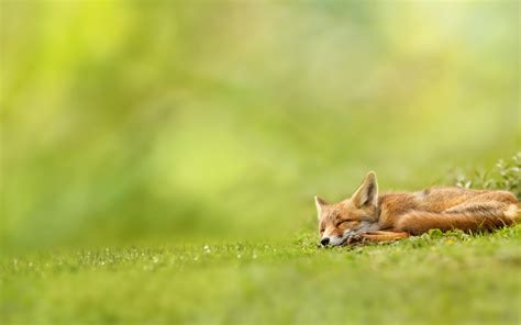 Baby fox sleeping in grass Wallpaper Download 5120x3200