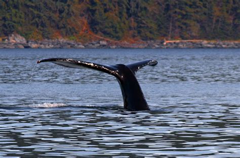 Ketchikan Wildlife Viewing Adventures | Pete's Alaska Fishing Guide Service