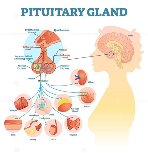 Pituitary gland anatomical vector illustration diagram - VectorMine