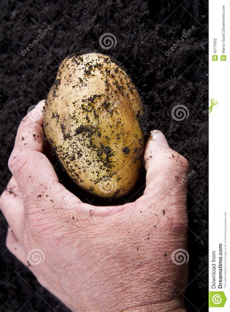 Potato harvesting stock photo. Image of nutritious, health - 30770052